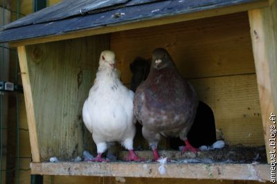 Les pigeons un couple au début plus 2 petits nés cet été.